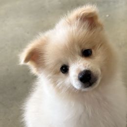 Pomeranians from Jennifer Sheppard