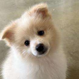Pomeranians from Jennifer Sheppard