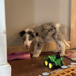 Border Collie Puppies from Lauren Stokes