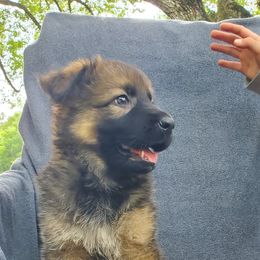 German Shepherd Puppies from Blue Line Shepherds