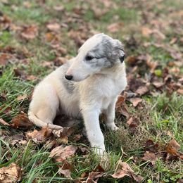 Boy 3 - Blue male Borzoi puppy in Clinton, Tennessee from Ivanhoe Borzoi