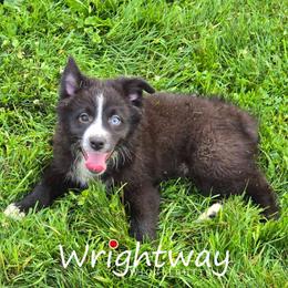 Dasani - Black & white male Miniature Australian Shepherd puppy in Dowagiac, Michigan from Wrightway Wigglebutts