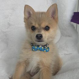 Baron - Red and white male Pomsky puppy in Wyoming from 307 Pomskys