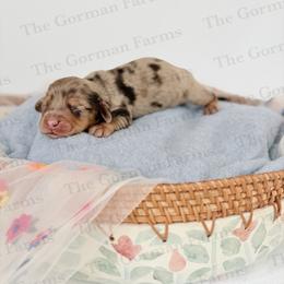 Edin - Dapple female Dachshund puppy in Greenville, North Carolina from The Gorman Farms
