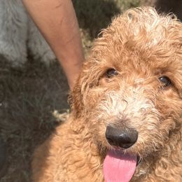 Goldendoodles from Dana Walters