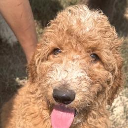 Goldendoodles from Dana Walters