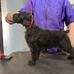 Black Russian Terrier Puppies from Nova Noir