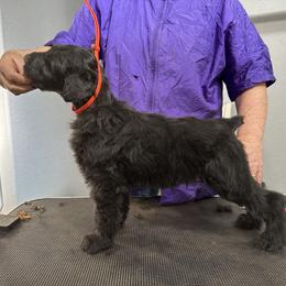 Black Russian Terrier Puppies from Nova Noir