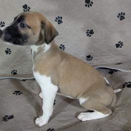 Burrito - White and red male Whippet puppy in Sweet Home, Oregon from Imperialis Kennels