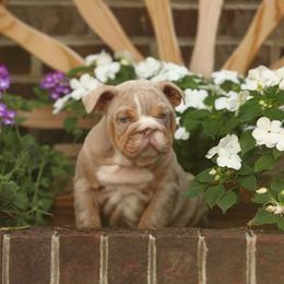 Bulldog puppies from Salted Rim Corgis