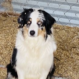 Rona Roo - Australian Shepherd