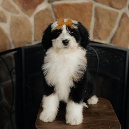 'Pumpkin' Orange Collar Female - Tri-color female Bernedoodle puppy in Kamas, Utah from A + E Farms