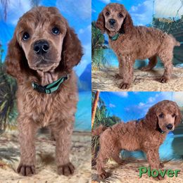 Plover - Red  male Poodle puppy in Swansboro, North Carolina from Monarch Standard Poodles