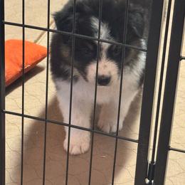Black girl 2 - Black tri-color female Australian Shepherd puppy in Lancaster, California from Leyline Australian Shepherds