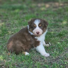 Glow - Red tri-color female Australian Shepherd puppy in Leavenworth, Kansas from Silverbrook Australian Shepherds