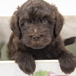 Dasher - Orange Collar - Chocolate male Labradoodle puppy in Lehi, Utah from Our Little Farm Life Doodles
