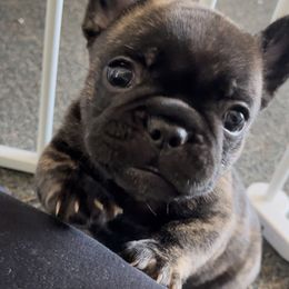 French Bulldog Puppies from Divine French Bulldogs