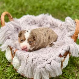 Milan - Red merle male Aussiedoodle puppy in Dunn, North Carolina from Sandy Creek Kennels