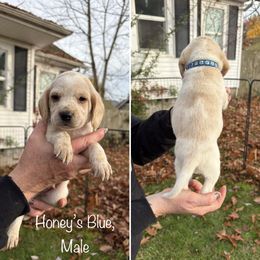 Honeys Blue Collar - Lemon and white male Beagle puppy in Brothers, Oregon from Beagles on the Run