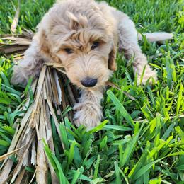 Goldendoodle Puppies from Costa's Curly Canines