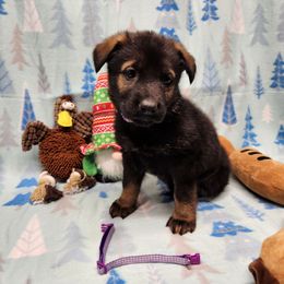 Light purple collar - Sable female German Shepherd puppy in Ramsey, Illinois from Haus-Farr German Shepherds