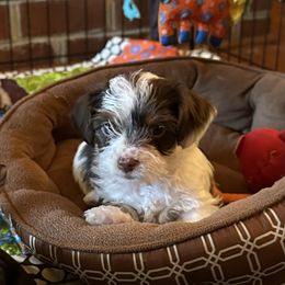 Yorkshire Terrier Puppies from Glass Hill Yorkies