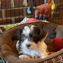 Yorkshire Terrier Puppies from Glass Hill Yorkies