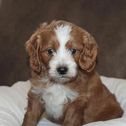 Maxwell - Apricot male Cavapoo puppy in Millersburg, Ohio from FIRMAN & INA TROYER