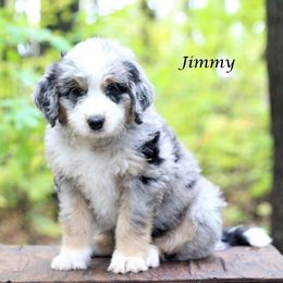 Aussiedoodle Puppies from Wilson Cattle Co.