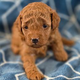 Boy 3 - Red male Maltipoo puppy in Granada Hills, California from Sheryls Puppies