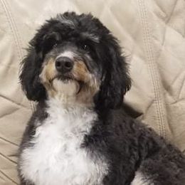 Bailey - Bernedoodle