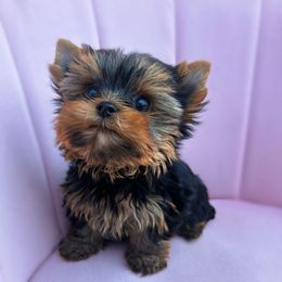 Valentino - Black and tan male Yorkshire Terrier puppy in Surprise, Arizona from Enchanted Yorkies