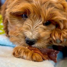 Finn - Blenheim male Cavapoo puppy in Port Angeles, Washington from God Speed Paws