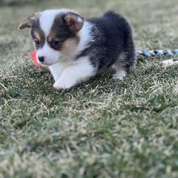 Australian Shepherd, Lagotto Romagnolo, and Pembroke Welsh Corgi Puppies from SS Australian Shepherds