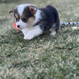 Australian Shepherd, Lagotto Romagnolo, and Pembroke Welsh Corgi Puppies from SS Australian Shepherds