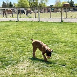 Boxer Puppies from Eagle ID Boxers