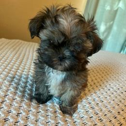 Boy 2 - Black gold and white male Shih Tzu puppy in Benbrook, Texas from Michael’s Shih Tzus