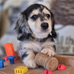 Othello - Dapple male Dachshund puppy in Grants Pass, Oregon from vom Treuen Wachter
