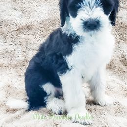 Bearded Retriever, Labradoodle, and Sheepadoodle Puppies from Mule Mountain Doodles
