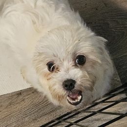 Pearl - Maltese
