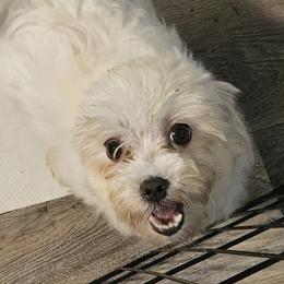 Pearl - Maltese