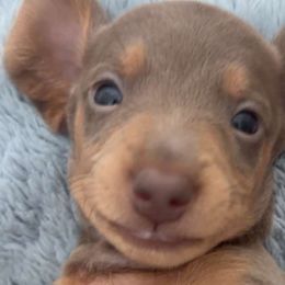 Dachshunds from Our Sweet Dachshund Farm