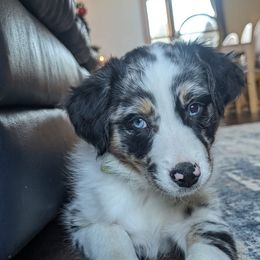Celeste - Australian Shepherd puppy from Jasmine Blosenski