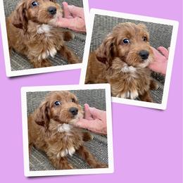 Honey - Red female Irish Doodle puppy in Bluefield, Virginia from Love on a Leash