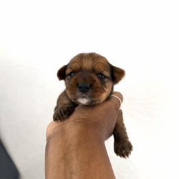 Teddy - Gold male Yorkshire Terrier puppy in Carencro, Louisiana from Ledet’s Yorkies