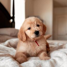 Churro, Girl - Apricot female Goldendoodle puppy in Maricopa, Arizona from Desert Ridge Doodles