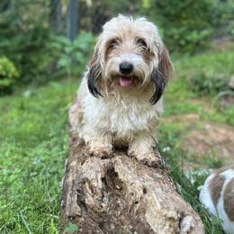 Zuri - Dachshund