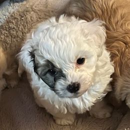 Coconut - female Havanese puppy in Arlington, Washington from Havanese With Love Breeding Co.
