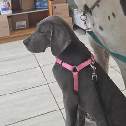 Toph - Blue female Great Dane puppy in Pollock, Louisiana from Danes Done Right