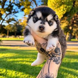 Mini - Black and white female Pomsky puppy in La Verne, California from Red Cedar Pomskies